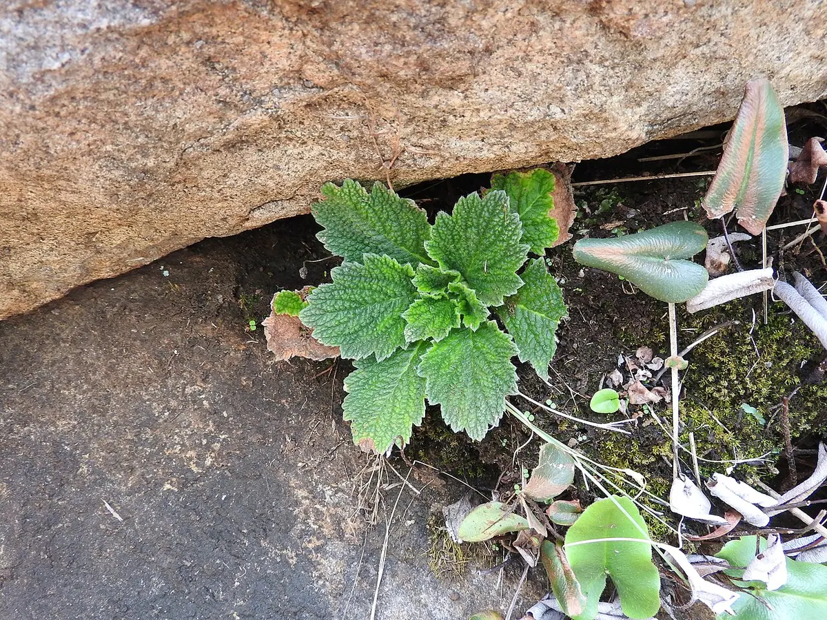 ターク県の国立公園で新種の植物2種 タイの記録は35種に