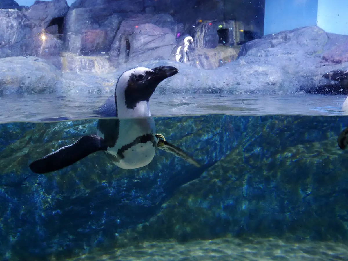 サイアム・パラゴンの水族館にドラえもん 10月31日までの限定企画